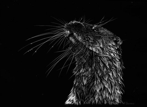 Scratchboard of European otter by Laurence Saunois, animal artist
