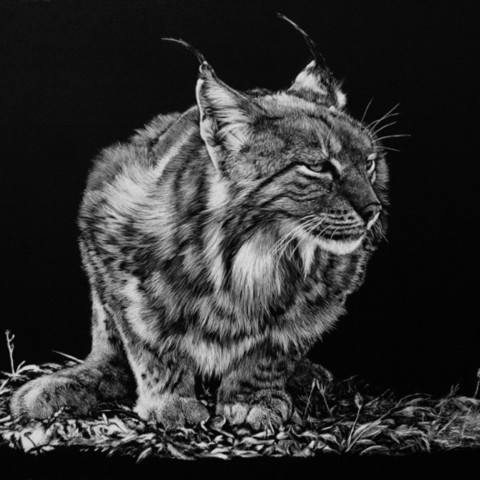 Scratchboard of a crouching European lynx facing forward – wildlife artist Laurence Saunois