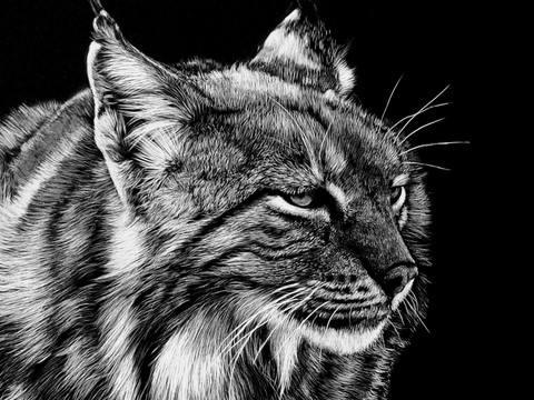 Scratchboard de lynx d'Europe par Laurence Saunois, peintre animalier