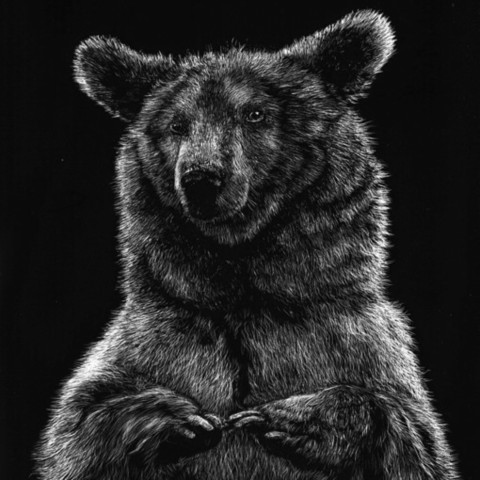 “Scratchboard of a standing Pyrenean bear – wildlife artist Laurence Saunois
