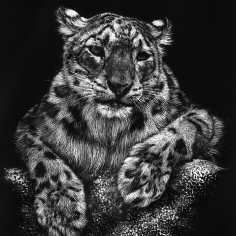 “Scratchboard of a resting snow leopard – wildlife artist Laurence Saunois