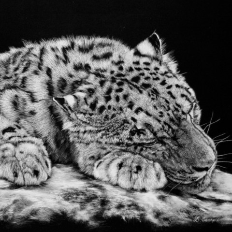 Scratchboard of a snow leopard sleeping face‑forward – wildlife artist Laurence Saunois