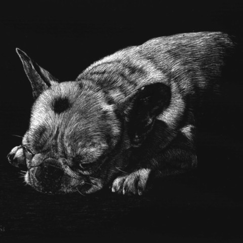 “Scratchboard of a sleeping puppy – wildlife artist Laurence Saunois