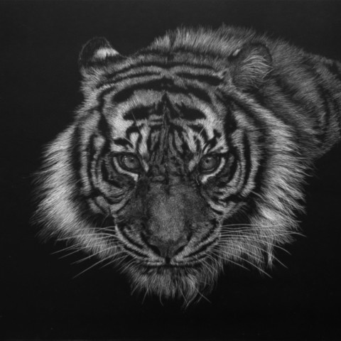 Scratchboard portrait of a tigress – wildlife artist Laurence Saunois