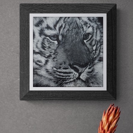 “Framed scratchboard portrait of a tiger cub – wildlife artist Laurence Saunois
