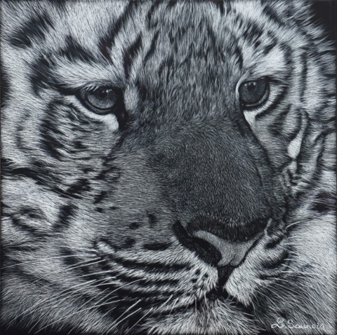 Scratchboard portrait of a tiger cub – wildlife artist Laurence Saunois