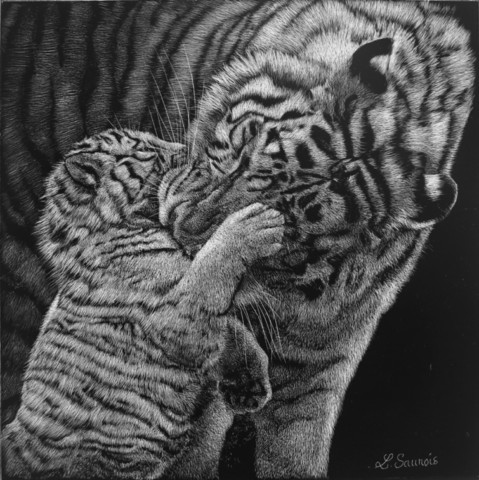 Scratchboard of a tigress gently holding her cub by the neck – wildlife artist Laurence Saunois
