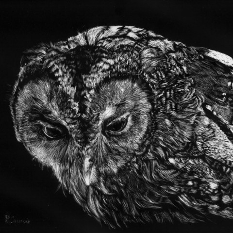 “Scratchboard portrait of an owl – wildlife artist Laurence Saunois