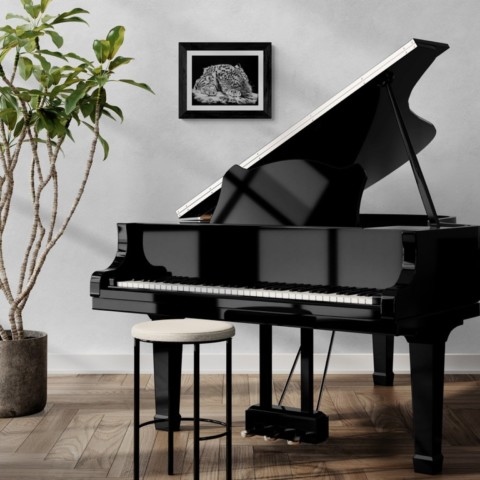 “Scratchboard of a snow leopard displayed in a staged setting with a piano – wildlife artist Laurence Saunois