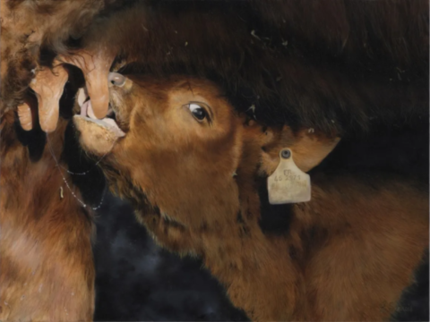 Tableau d'un veau tétant sous la mère par l'artiste Laurence Saunois