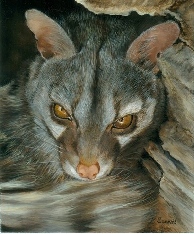 Genet painting by Laurence Saunois, wildlife artist