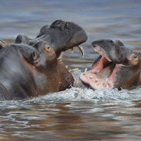 Peinture d'hippopotames par Laurence Saunois, artiste peintre animalier