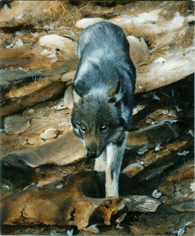 Young wolf, painting by Laurence Saunois, wildlife artist