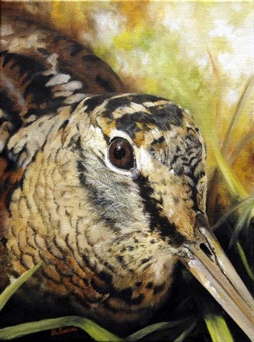 Woodcock portrait, painting by Laurence Saunois, animal artist