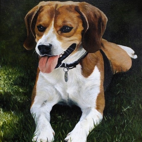 Peinture de chien Beagle par l'artiste Laurence Saunois, peintre animalier