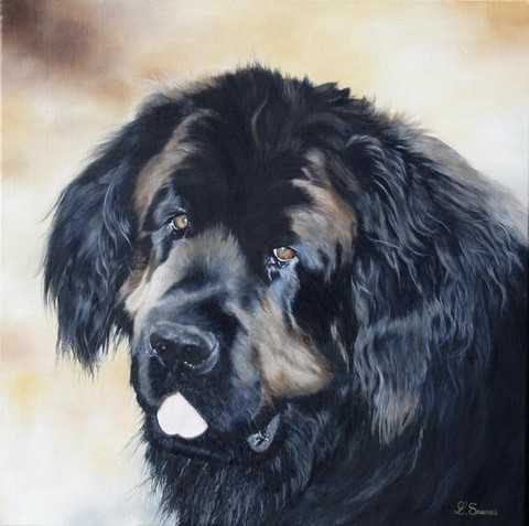 Original Newfoundland dog painting by laurence Saunois, animal artist