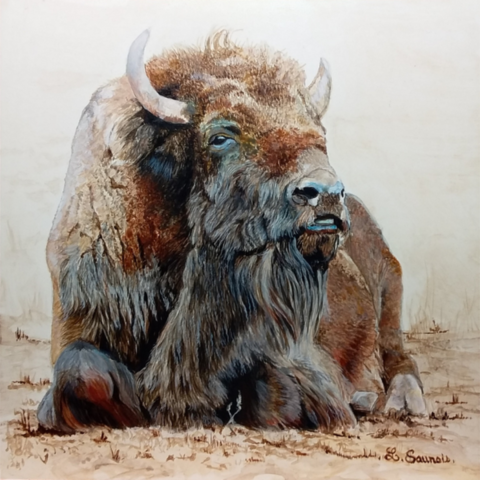 Peinture d'un bison couché