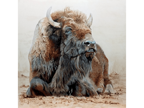 Peinture de bison d'Amérique ; peintre animalier Laurence Saunois