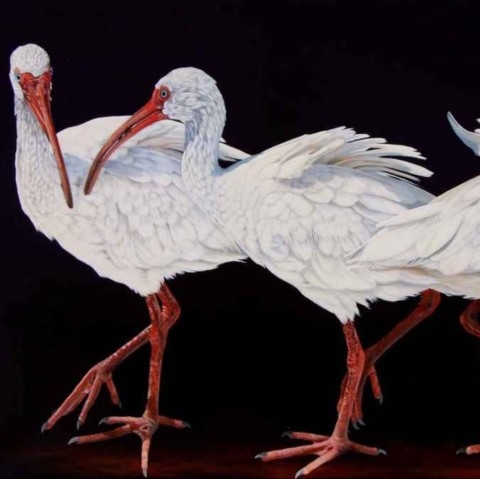Peinture de trois ibis blanc sur fond noir -peintre animalier Laurence Saunois