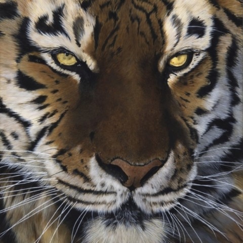 Close-up tiger portrait painting by wildlife artist Laurence Saunois