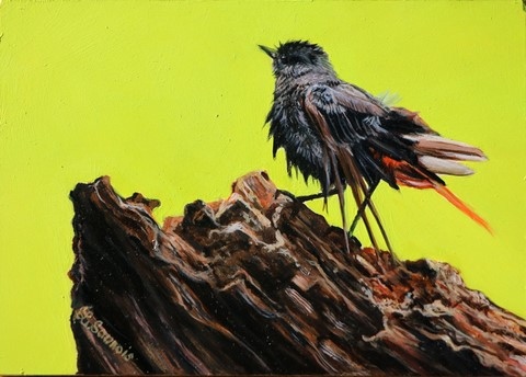 Miniature painting : red-tail - wildlife artist Laurence Saunois