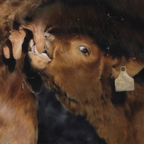 Oil painting of a Salers calf with its dam by wildlife artist Laurence Saunois