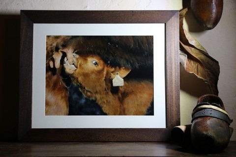 Peinture de veau par la peintre animalier Laurence Saunois