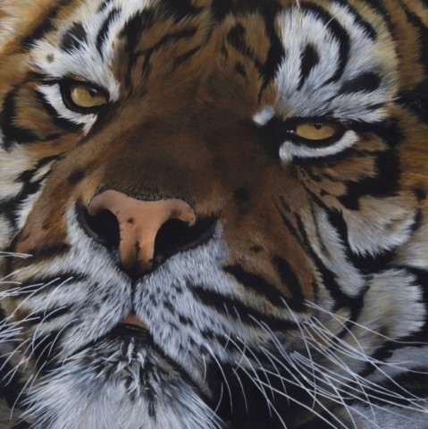 Close-up tiger portrait painting by wildlife artist Laurence Saunois