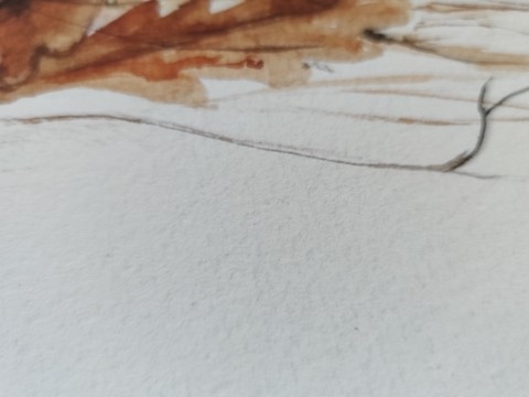 Tirage d'art d'un dessin de bécasse (détail du papier) par la peintre Laurence Saunois