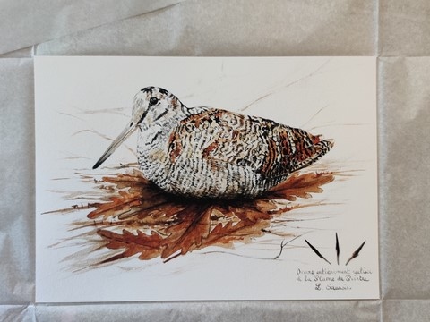 Fine art print of a woodcock drawing by painter Laurence Saunois