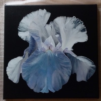 Fine art print of white iris in a room by the animal artist Laurence saunois
