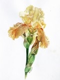 Botanical watercolour "Yellow Iris" by Laurence Saunois, artist