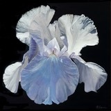 Iris painting by Laurence Saunois, artist of the light