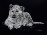 Click to enlarge Scratchboard of white lion by Laurence Saunois, animal artist