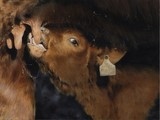 Calf painting (cow salers) by Laurence Saunois, animal artist