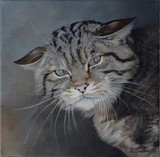 Wild cat painting by Laurence Saunois, wildlife artist