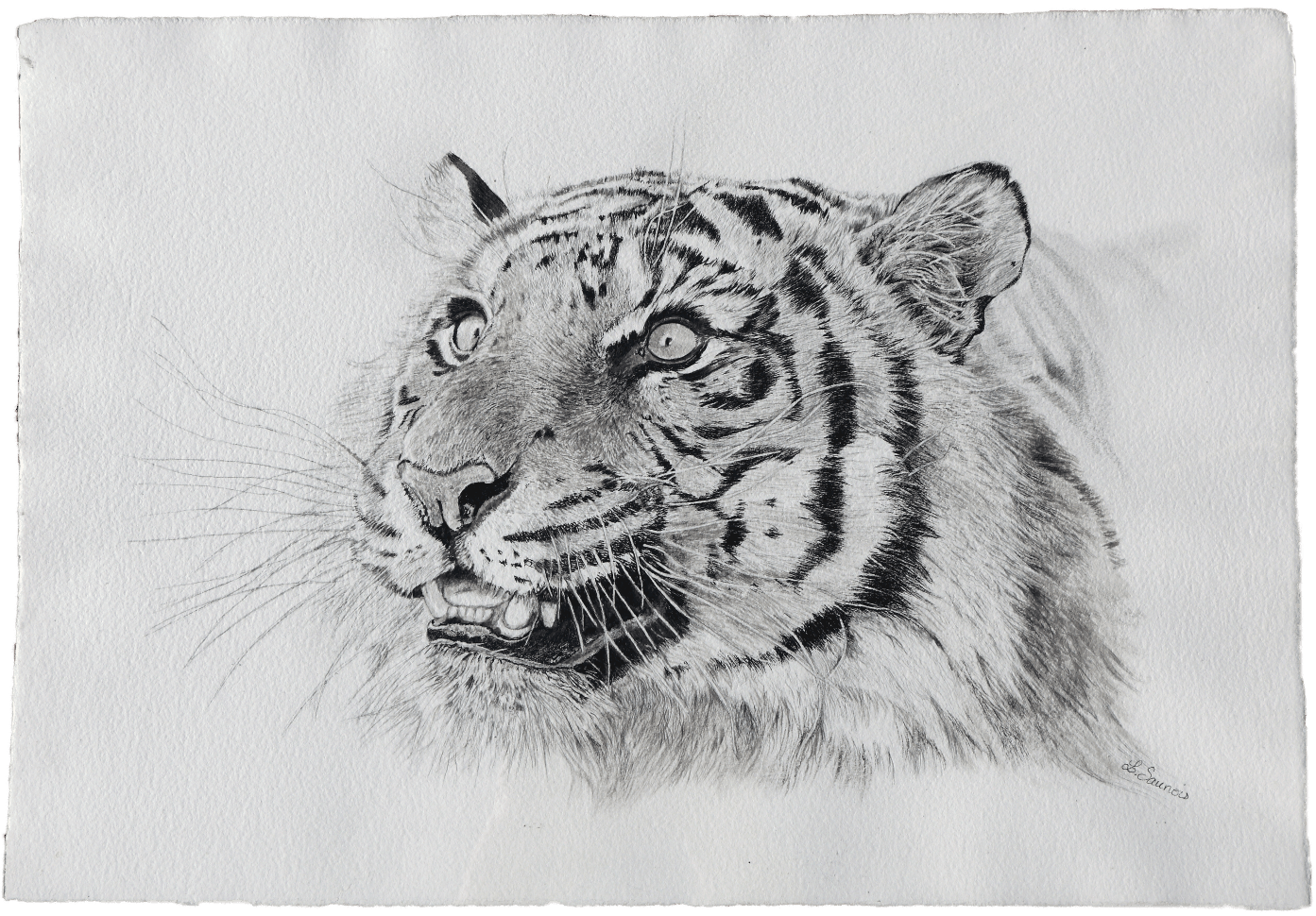Tiger pencil drawing Poster for Sale by PencilArt  Redbubble